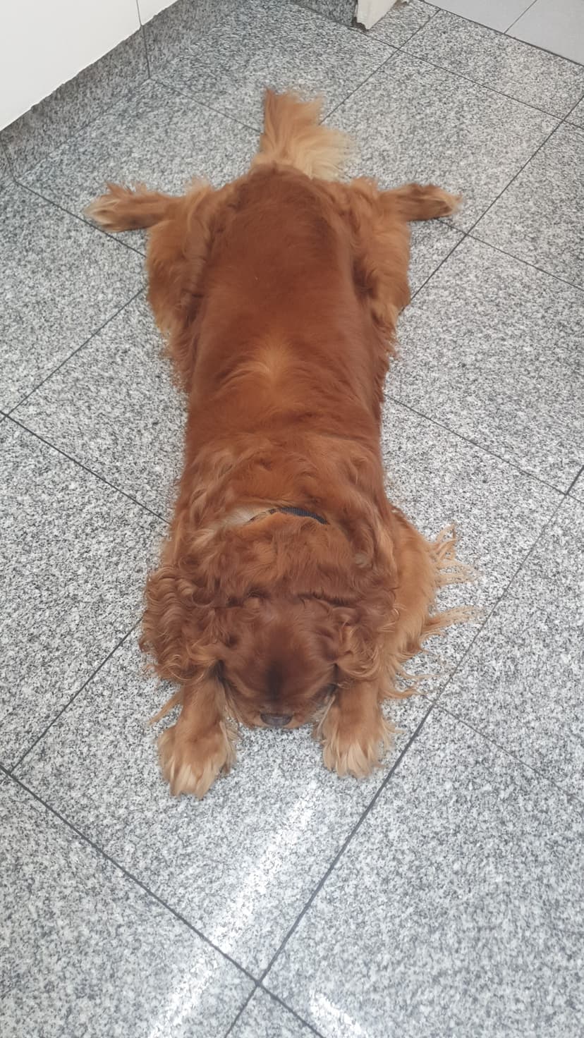 Áreas de terapia adaptadas